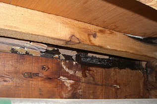 シロアリ 被害 画像（床下部材 腐朽）イメージ5