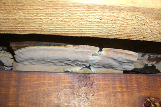 シロアリ 被害 画像（床下部材 腐朽）イメージ6